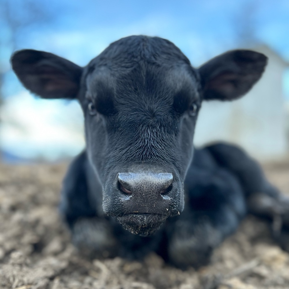 Meet your Posher, Ross Ranch Girl